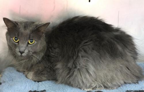 adoptable Cat in Thief River Falls, MN named Khloe