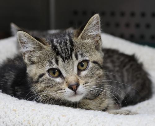 adoptable Cat in Thief River Falls, MN named Bennie