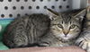 adoptable Cat in Thief River Falls, MN named Barbra