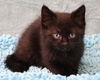 adoptable Cat in Thief River Falls, MN named Panther