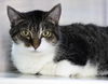 adoptable Cat in Thief River Falls, MN named Daisy