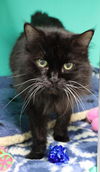 adoptable Cat in Thief River Falls, MN named Boo