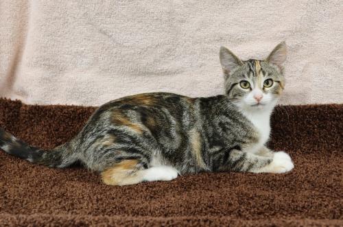 adoptable Cat in Thief River Falls, MN named Gabby