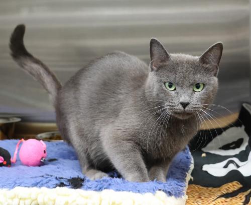 adoptable Cat in Thief River Falls, MN named Hera