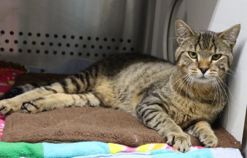 adoptable Cat in Thief River Falls, MN named Calvin