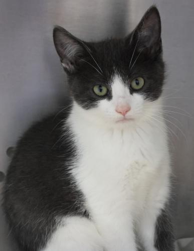 adoptable Cat in Thief River Falls, MN named Tom