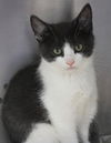 adoptable Cat in , MN named Tom