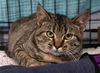 adoptable Cat in thief river falls, MN named Cinnamon