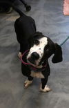 adoptable Dog in thief river falls, MN named Daisy Dog