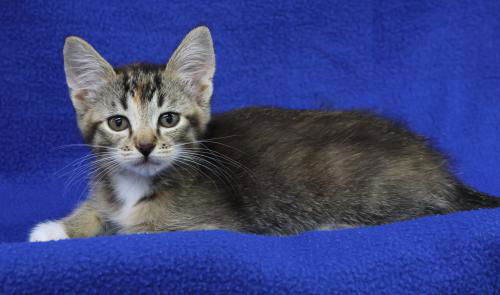 picture of the cat needing adoption