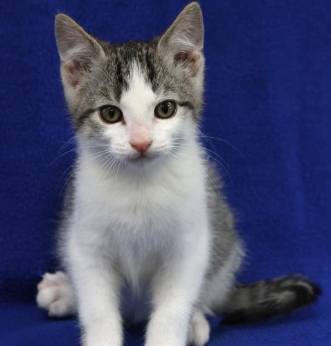 picture of the cat needing adoption