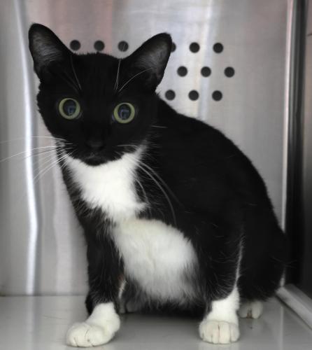 adoptable Cat in Thief River Falls, MN named Verna
