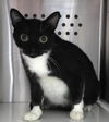 adoptable Cat in , MN named Verna
