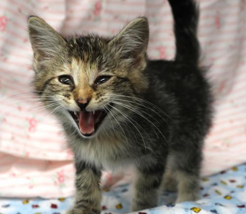 adoptable Cat in Thief River Falls, MN named Kat