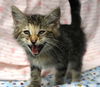 adoptable Cat in thief river falls, MN named Kat
