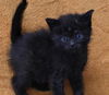 adoptable Cat in , MN named Nala