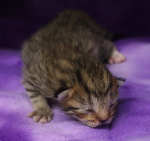 adoptable Cat in Thief River Falls, MN named Kendra