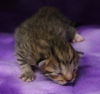 adoptable Cat in  named Kendra
