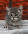 adoptable Cat in thief river falls, MN named Jones