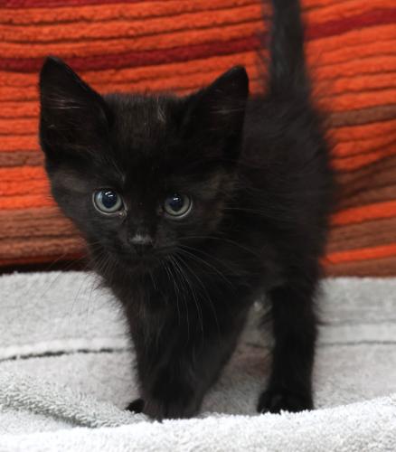 adoptable Cat in Thief River Falls, MN named Jasmine