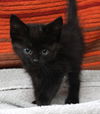 adoptable Cat in thief river falls, MN named Jasmine