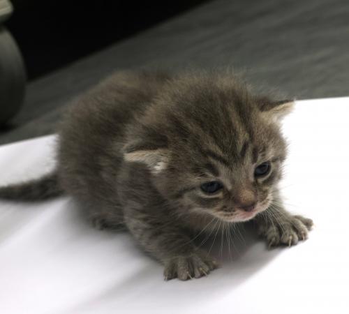 adoptable Cat in Thief River Falls, MN named Veronica