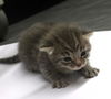 adoptable Cat in  named Veronica