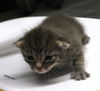 adoptable Cat in  named Vicky
