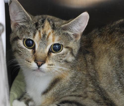 adoptable Cat in Thief River Falls, MN named Nina
