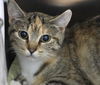adoptable Cat in  named Nina