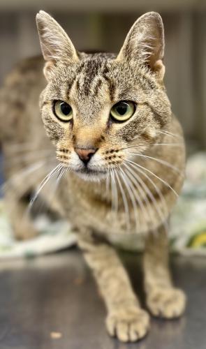 adoptable Cat in Thief River Falls, MN named Candy