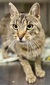 adoptable Cat in thief river falls, MN named Candy