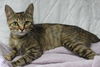 adoptable Cat in  named Teeka