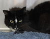 adoptable Cat in  named Rylie