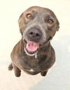 adoptable Dog in  named Sadie