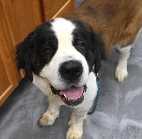 adoptable Dog in Thief River Falls, MN named Ellie
