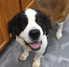 adoptable Dog in thief river falls, MN named Ellie