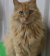adoptable Cat in , MN named Pennington
