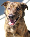 adoptable Dog in  named Hera AKA Honey
