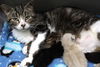 adoptable Cat in , MN named Kendall