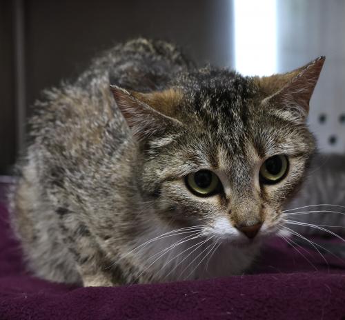 adoptable Cat in Thief River Falls, MN named Brook