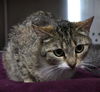 adoptable Cat in , MN named Brook