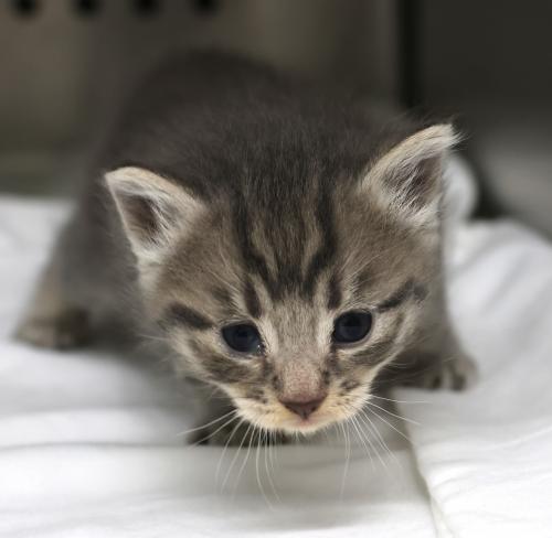 adoptable Cat in Thief River Falls, MN named Britney