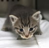 adoptable Cat in , MN named Britney