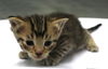 adoptable Cat in , MN named Bryce