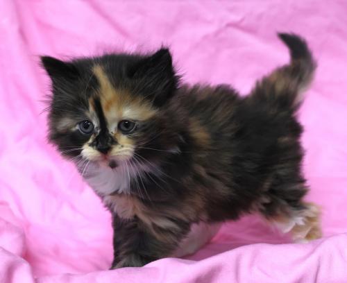 adoptable Cat in Thief River Falls, MN named Flower