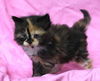 adoptable Cat in thief river falls, MN named Flower