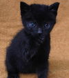 adoptable Cat in , MN named Neptune