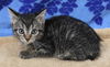 adoptable Cat in  named Tony