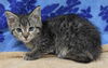 adoptable Cat in  named Toby